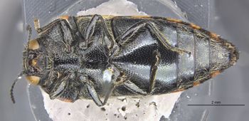 Media type: image;   Entomology 8023 Aspect: hava